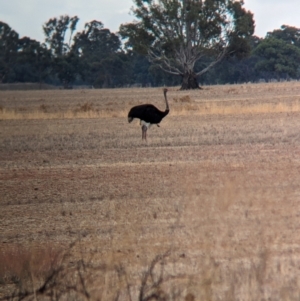 Struthio camelus at Thule, NSW - 8 Apr 2024 09:42 AM
