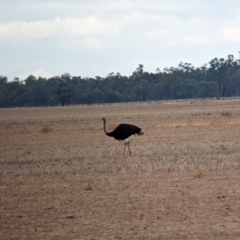 Struthio camelus at Thule, NSW - 8 Apr 2024 09:42 AM