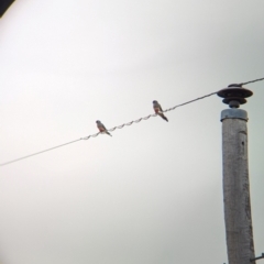 Northiella haematogaster at Thule, NSW - 8 Apr 2024 09:47 AM