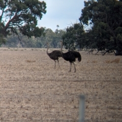 Struthio camelus (Ostrich) at Thule, NSW - 8 Apr 2024 by Darcy