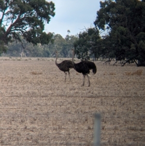 Struthio camelus at Thule, NSW - 8 Apr 2024 09:50 AM