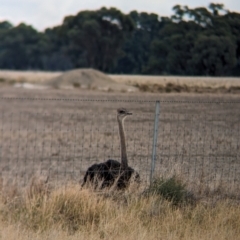 Struthio camelus at Thule, NSW - 8 Apr 2024