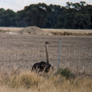 Struthio camelus at Thule, NSW - 8 Apr 2024 09:50 AM