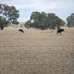 Struthio camelus at Thule, NSW - 8 Apr 2024 09:50 AM