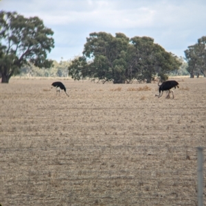 Struthio camelus at Thule, NSW - 8 Apr 2024
