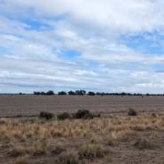 Struthio camelus at Thule, NSW - 8 Apr 2024