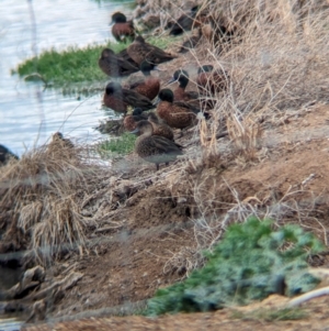 Anas castanea (Chestnut Teal) at Finley, NSW by Darcy