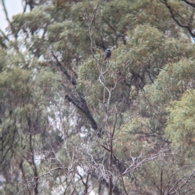 Artamus superciliosus (White-browed Woodswallow) at Goschen, VIC - 6 Apr 2024 by Darcy