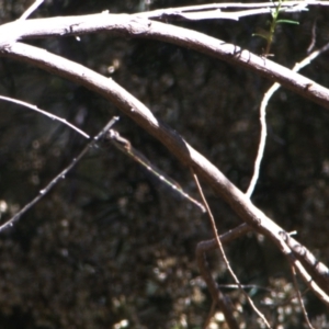 Austrolestes leda at Lyons, ACT - 11 Apr 2024