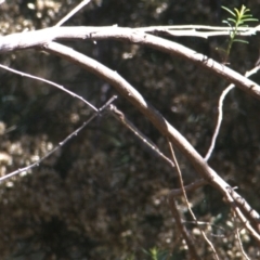 Austrolestes leda at Lyons, ACT - 11 Apr 2024