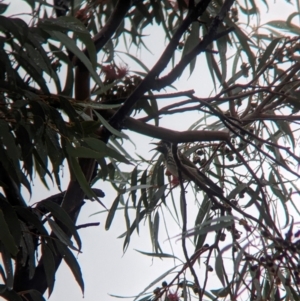 Purnella albifrons at Goschen, VIC - 6 Apr 2024