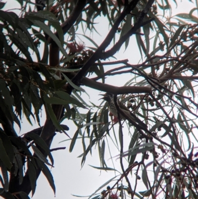 Purnella albifrons (White-fronted Honeyeater) at Goschen, VIC - 6 Apr 2024 by Darcy