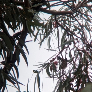 Purnella albifrons at Goschen, VIC - 6 Apr 2024 09:43 AM