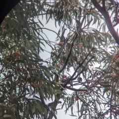Purnella albifrons at Goschen, VIC - 6 Apr 2024 09:43 AM