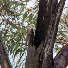 Climacteris picumnus (Brown Treecreeper) at Goschen, VIC - 5 Apr 2024 by Darcy