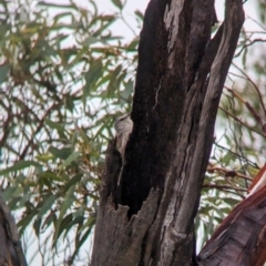 Climacteris picumnus picumnus at Goschen, VIC - 6 Apr 2024