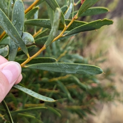 Acacia ancistrophylla var. lissophylla at Goschen, VIC - 5 Apr 2024 by Darcy