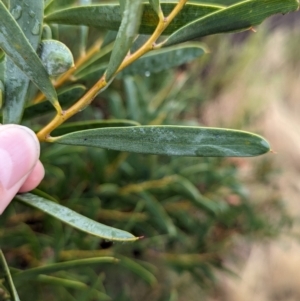 Acacia ancistrophylla var. lissophylla at Goschen, VIC - 6 Apr 2024