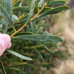 Acacia ancistrophylla var. lissophylla at Goschen, VIC - 6 Apr 2024