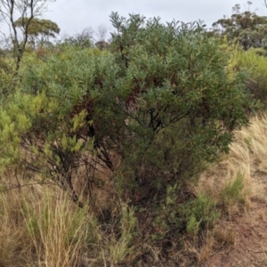 Acacia ancistrophylla var. lissophylla at Goschen, VIC - 6 Apr 2024