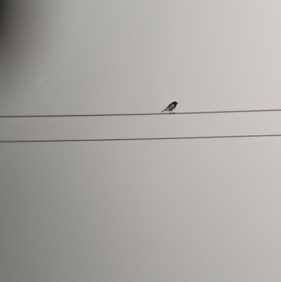 Melanodryas cucullata cucullata (Hooded Robin) at Goschen, VIC - 5 Apr 2024 by Darcy