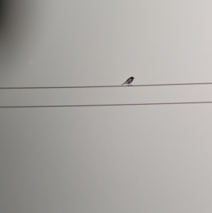 Melanodryas cucullata (Hooded Robin) at Goschen, VIC by Darcy