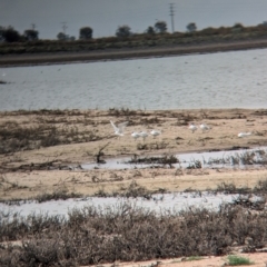 Hydroprogne caspia (Caspian Tern) at Mystic Park, VIC - 6 Apr 2024 by Darcy