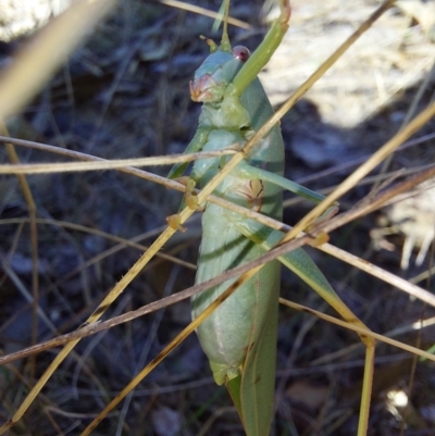 Torbia sp. at Chiltern-Mt Pilot National Park - 11 Apr 2024 by RobCook