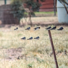 Hirundo neoxena (Welcome Swallow) at Mystic Park, VIC - 6 Apr 2024 by Darcy