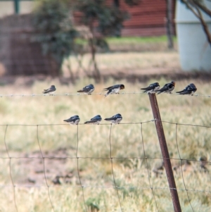 Hirundo neoxena (Welcome Swallow) at Mystic Park, VIC by Darcy