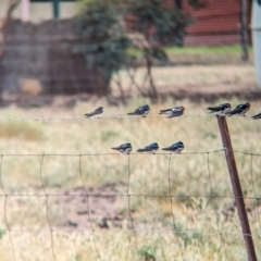 Hirundo neoxena at Mystic Park, VIC - 6 Apr 2024