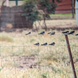 Hirundo neoxena at Mystic Park, VIC - 6 Apr 2024