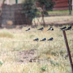 Hirundo neoxena at Mystic Park, VIC - 6 Apr 2024