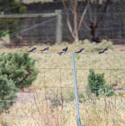 Petrochelidon nigricans (Tree Martin) at Mystic Park, VIC - 6 Apr 2024 by Darcy