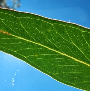 Eucalyptus rossii at ANBG - 11 Apr 2024