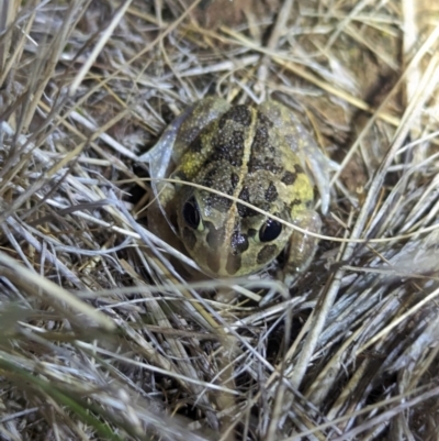 Limnodynastes tasmaniensis at Terrick Terrick National Park - 6 Apr 2024 by Darcy