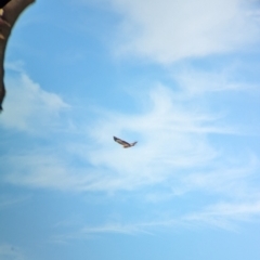 Haliaeetus leucogaster (White-bellied Sea-Eagle) at Gunbower, VIC - 7 Apr 2024 by Darcy