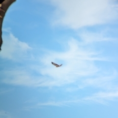 Haliaeetus leucogaster (White-bellied Sea-Eagle) at Gunbower, VIC - 6 Apr 2024 by Darcy