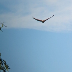 Haliaeetus leucogaster at Gunbower, VIC - 7 Apr 2024