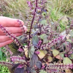 Perilla frutescens at Block 402 - 9 Apr 2024