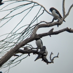 Artamus leucorynchus (White-breasted Woodswallow) at Reedy Lake, VIC - 6 Apr 2024 by Darcy