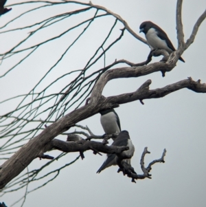 Artamus leucorynchus (White-breasted Woodswallow) at Reedy Lake, VIC by Darcy