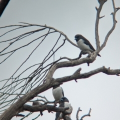 Artamus leucorynchus at Reedy Lake, VIC - 6 Apr 2024