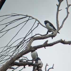 Artamus leucorynchus at Reedy Lake, VIC - 6 Apr 2024