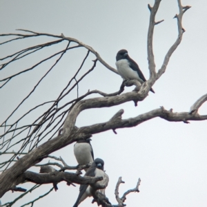 Artamus leucorynchus at Reedy Lake, VIC - 6 Apr 2024