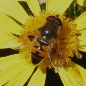 Eristalis tenax at Wanniassa, ACT - 11 Apr 2024 11:18 AM