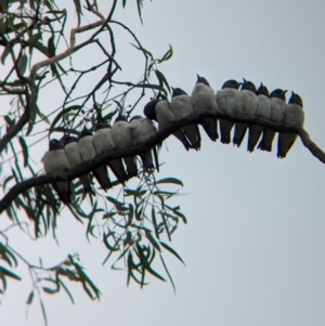 Artamus leucorynchus at Reedy Lake, VIC - 6 Apr 2024