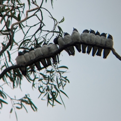 Artamus leucorynchus (White-breasted Woodswallow) at Reedy Lake, VIC - 6 Apr 2024 by Darcy