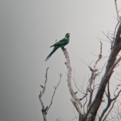 Barnardius zonarius (Australian Ringneck) at Mitiamo, VIC - 7 Apr 2024 by Darcy