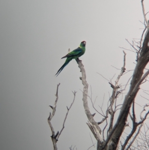 Barnardius zonarius at Terrick Terrick National Park - 7 Apr 2024